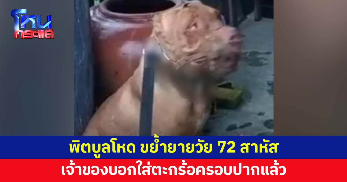 พิตบูลโหด ขย้ำยายวัย 72 สาหัส เจ้าของบอกใส่ตะกร้อครอบปากแล้ว