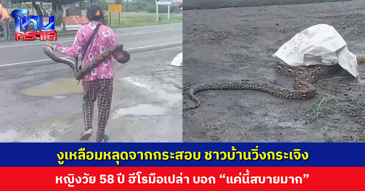 งูเหลือมหลุดจากกระสอบ หญิงวัย 58 ปี ฮีโรมือเปล่า โดนงูรัดยังไม่หวั่น ค่อยๆ จับออก บอก “แค่นี้สบายมาก”