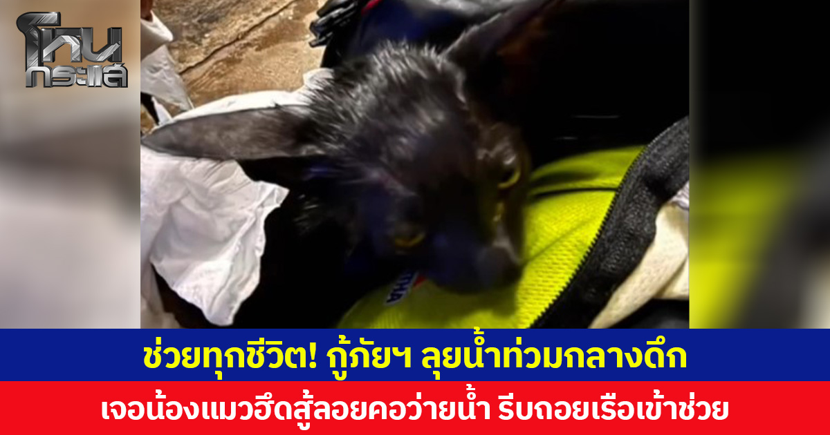 ช่วยทุกชีวิต! กู้ภัยฯ ลุยน้ำท่วมกลางดึก เจอน้องแมวฮึดสู้ลอยคอว่ายน้ำ รีบถอยเรือเข้าช่วย