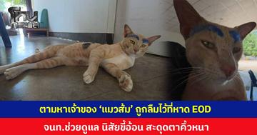 ตามหาเจ้าของแมวส้ม! นักท่องเที่ยวลืมไว้ที่หาด EOD บ้านฉาง จ.ระยอง เจ้าหน้าที่ช่วยดูแล น้องมีนิสัยขี้อ้อน คุ้นเคยกับคน สะดุดตาคิ้วหนา