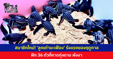 ต้อนรับสมาชิกใหม่! 'ลูกเต่ามะเฟือง' รังแรกของฤดูกาล ฟักแข็งแรงสมบูรณ์ 36 ตัว