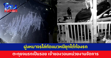 เจ้าของบ้านวอนหน่วยงานจัดการ ฝูงหมาจรไล่กัดแมว ตะกุยจนรถเป็นรอย