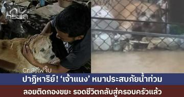 ปาฏิหาริย์! 'เปิ้ล นาคร' แจ้งข่าวดี ‘เจ้าแนง’ หมาประสบภัยน้ำท่วม ลอยติดกองขยะ รอดชีวิตกลับสู่อ้อมกอดครอบครัว
