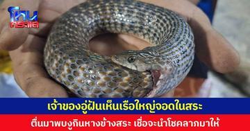 เจ้าของอู่ฝันเห็นเรือใหญ่จอดในสระ ตื่นมาพบงูกินหางข้างสระน้ำหลังบ้าน  เชื่อจะนำโชคลาภมาให้