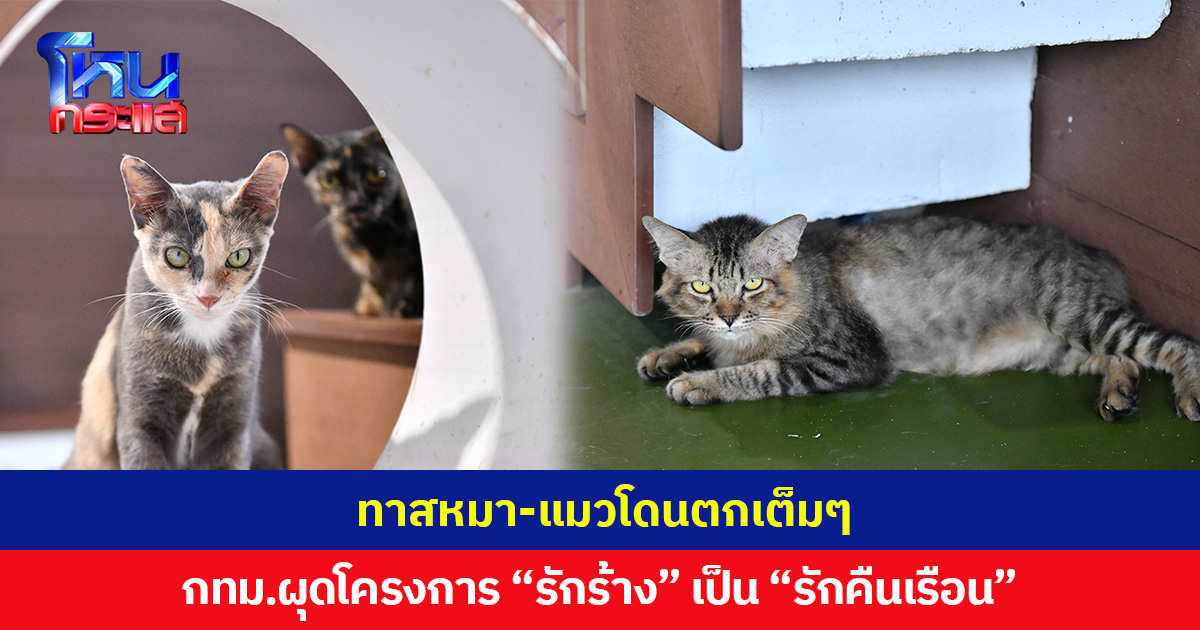 ทาสหมา-แมวเตรียมตัวให้ดี รอบนี้โดนตกเต็มๆ กทม.ผุดโครงการ “รักร้าง” เป็น “รักคืนเรือน” รับน้องๆจากหมา-แมวจรไปดูแล