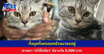 ตามหาแมว ‘เจ้าไข่เจียว’ ใครพบเห็นวอนติดต่อ มีรางวัล 5,000 บาท จุดสังเกต ขาหลังซ้ายเดินกะเผลก ฟันหน้าเหยิน ใส่เหล็ก 1 ซี่