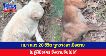 ไม่รู้ฝีมือใคร! หมา แมวกว่า 20 ชีวิต ถูกวางยาเบื่อตายยกหมู่ 