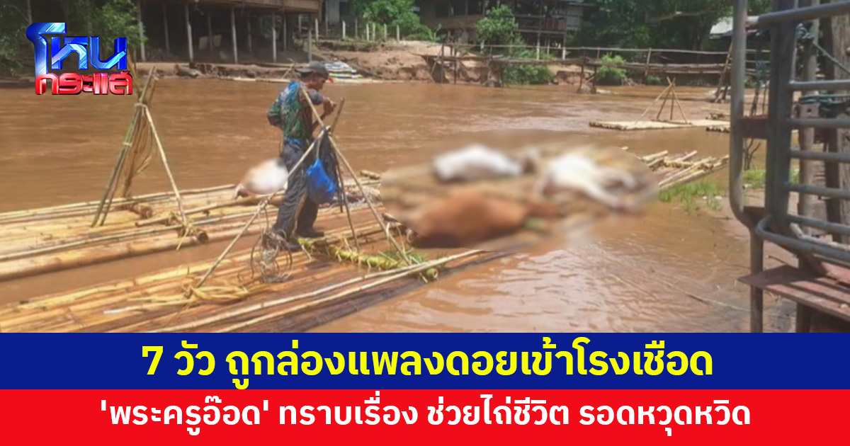 7 วัว ทำลายผลผลิตชาวบ้าน ถูกส่งล่องแพลงดอยเข้าโรงเชือด 'พระครูอ๊อด' ทราบเรื่อง ช่วยไถ่ชีวิต รอดหวุดหวิด