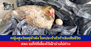 หญิงสูงวัยอยู่ลำพัง โรคประจำตัวกำเริบเสียชีวิตในห้องน้ำ แม่ไก่ที่เลี้ยงไว้เฝ้าร่างไม่ห่าง