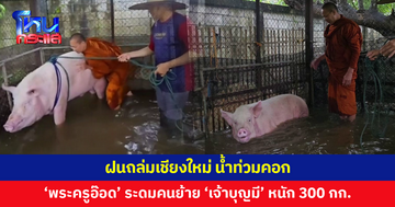 ฝนถล่มน้ำท่วมคอก 'พระครูอ๊อด' ระดมคนช่วยย้าย 'เจ้าบุญมี' หมูหนักกว่า 300 กก.