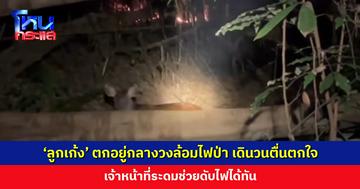‘ลูกเก้ง’ ตกอยู่กลางวงล้อมไฟป่า เดินวนตื่นตกใจ เจ้าหน้าที่ระดมช่วยดับไฟได้ทัน