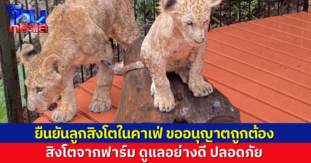 เจ้าของคาเฟ่ที่กระบี่ ยืนยัน ลูกสิงโต 2 ตัว ขออนุญาตเลี้ยงถูกต้อง ดูแลตามมาตรฐานทุกอย่าง เป็นลูกสิงโตจากฟาร์มเพาะพันธุ์