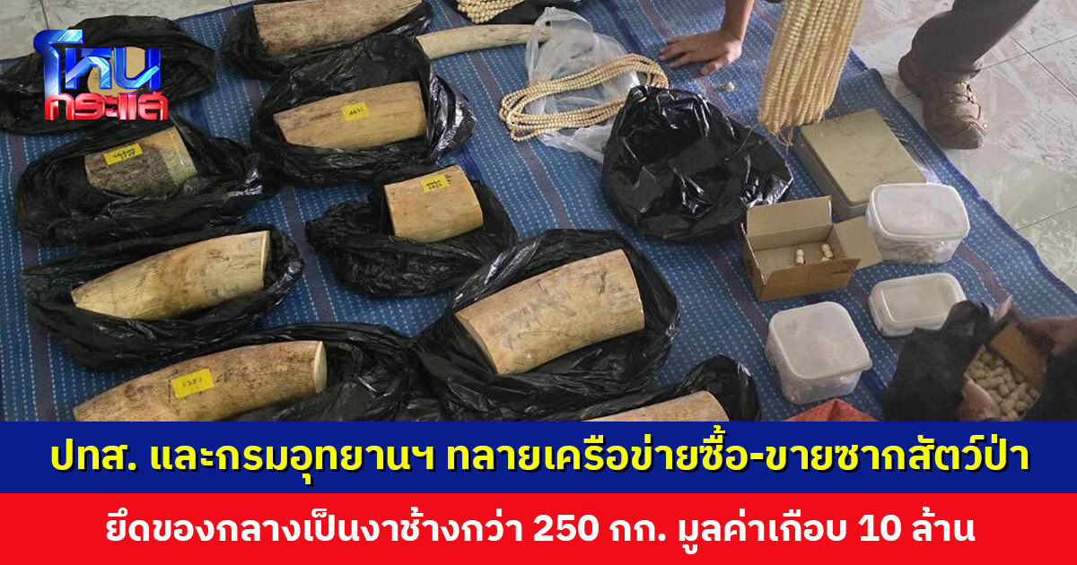 ปทส. ร่วมกับกรมอุทยานฯ ทลายเครือข่ายลักลอบซื้อ-ขายซากสัตว์ป่า ยึดของกลางงาช้างมูลค่าเกือบ 10 ล้าน