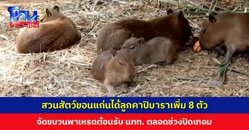 ตะมุตะมิ... สวนสัตว์ขอนแก่นได้ลูกคาปิบาราเพิ่ม 8 ตัว จัดขบวนพาเหรดต้อนรับนักท่องเที่ยวตลอดช่วงปิดเทอม