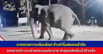 ช้างป่าบุกด่านตรวจตอนเช้ามืดที่แม่ระมาด เดินผ่านถนนสาย 1175 นายอำเภอเร่งเตือนชาวบ้านระวัง ก่อนประสานอุทยานฯ ผลักดันกลับเข้าป่าสำเร็จ