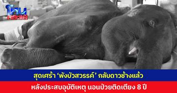 สุดเศร้า 'พังบัวสวรรค์' กลับดาวช้างแล้ว หลังเคยประสบอุบัติเหตุ ไขสันหลังเสียหาย-ขาทั้ง 4 ข้างอัมพาต นอนป่วยติดเตียงนาน 8 ปี