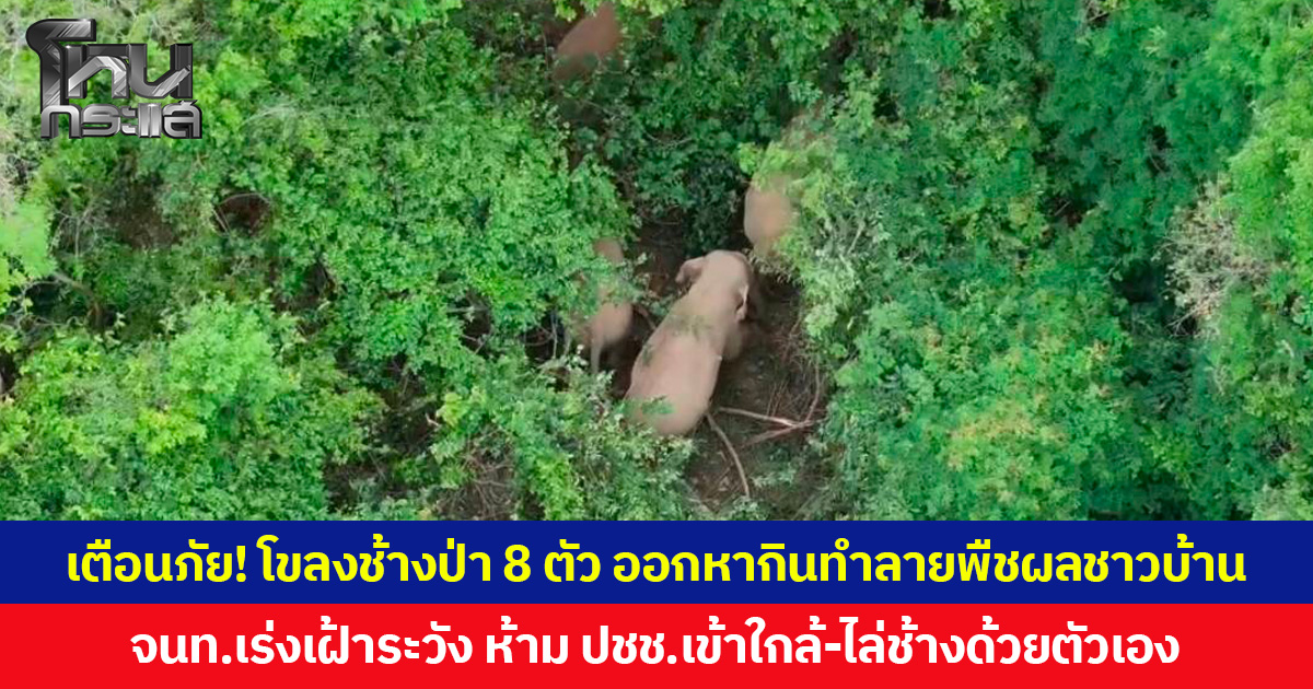 เตือนภัย! โขลงช้างป่า 8 ตัว ออกหากินทำลายพืชผลชาวบ้านบริเวณเขาหวาย จ.สระแก้ว เจ้าหน้าที่เร่งเฝ้าระวัง  ห้าม ปชช. เข้าใกล้-ไล่ช้างด้วยตัวเอง หวั่นเกิดอันตรายถึงชีวิต