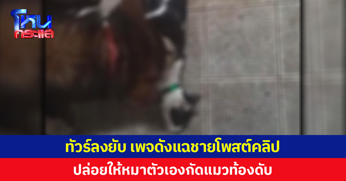 ทัวร์ลงยับ เพจดังแฉชายโพสต์คลิป ปล่อยให้หมาตัวเองกัดแมวท้องจนตาย