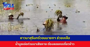 ชาวนาสุรินทร์วอนนายกฯ ช่วยเหลือ หลังน้ำมูลเอ่อท่วมนา บางรายต้องทิ้งข้าวให้จมน้ำ บางรายลอยคอเกี่ยวข้าว