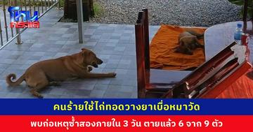 คนร้ายใช้ไก่ทอดวางยาเบื่อหมาวัด พบก่อเหตุซ้ำสองภายใน 3 วัน ตายแล้ว 6 จาก 9 ตัว