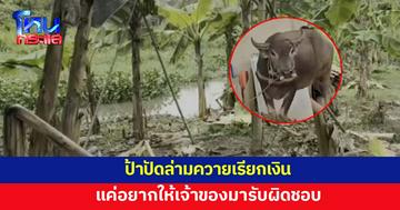 ควายบุกสวน กินพืชผลเกือบเกลี้ยง ป้าจับล่ามหวังให้เจ้าของมารับผิดชอบ 
