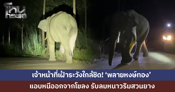 เฝ้าระวังใกล้ชิด! ช้างป่า 'พลายหงษ์ทอง' หนีออกจากโขลง รับลมหนาวริมสวนยาง