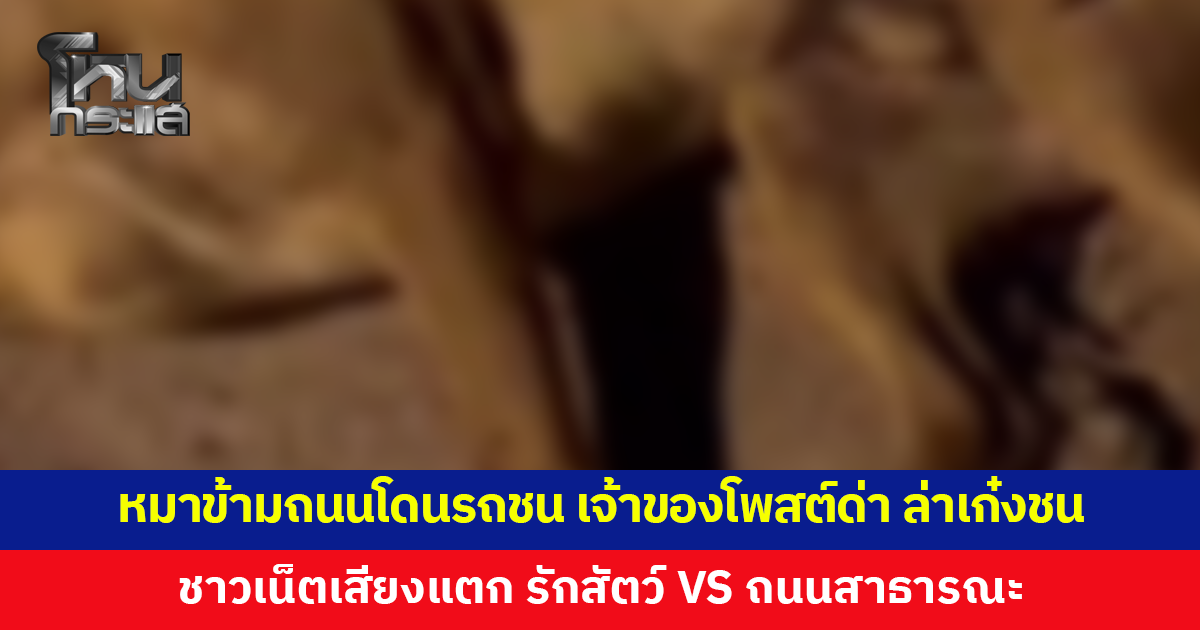 หมาข้ามถนนโดนรถชนสิ้นใจ เจ้าของโพสต์ด่า ล่าเก๋งขับชน ชาวเน็ตเสียงแตกสองฝั่ง