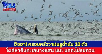 ตื่นตาตื่นใจ พบฝูงวาฬบรูด้านับ 10 ตัว โผล่หากินทะเลบางแสน แนะ นทท.ไม่รบกวน