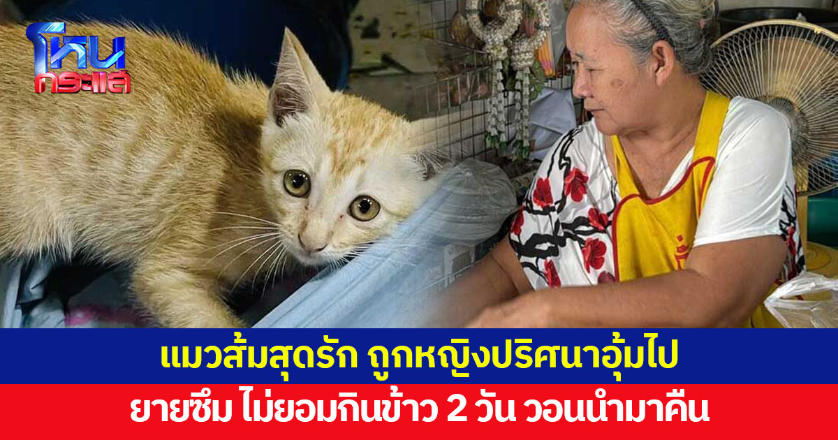 ยายซึม ไม่ยอมกินข้าว 2 วัน หลัง 'แมวส้ม' สุดรัก ถูกหญิงปริศนาอุ้มไป ทั้งที่คนแถวนั้นบอกแล้วว่าแมวมีเจ้าของ 