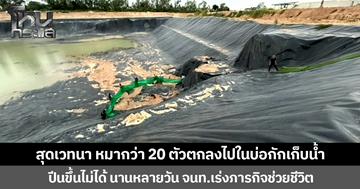 สุดเวทนา หมากว่า 20 ตัวตกลงไปในบ่อกักเก็บน้ำ  ปีนขึ้นไม่ได้ นานหลายวัน จนท.เร่งภารกิจช่วยชีวิต
