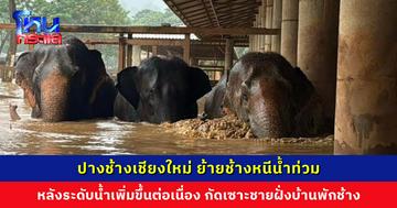 ปางช้างเชียงใหม่ ย้ายช้างหนีน้ำท่วม หลังกระแสน้ำเริ่มกัดเซาะชายฝั่งบ้านพักช้าง