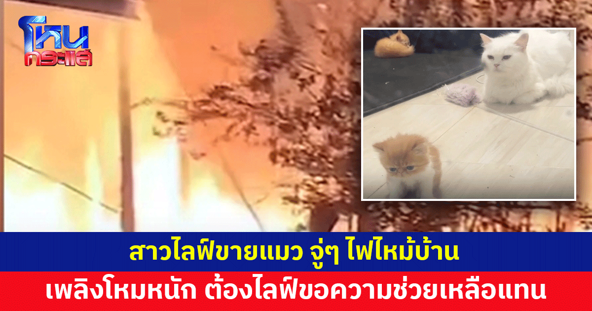 จากแม่ค้ากลายเป็นผู้ประสบภัย ไลฟ์ขายแมว จู่ๆ ไฟไหม้บ้าน ต้องไลฟ์ขอความช่วยเหลือแทน