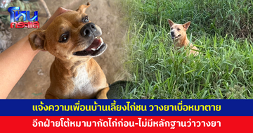 เจ้าของแจ้งความเพื่อนบ้านเลี้ยงไก่ชน วางยาเบื่อหมาตาย 1 อีกฝ่ายโต้หมามากัดไก่ก่อน