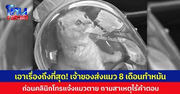 เอาเรื่องถึงที่สุด เจ้าของส่งแมว 8 เดือนทำหมัน ก่อนคลินิกโทรแจ้งแมวตาย ถามสาเหตุไร้คำตอบ
