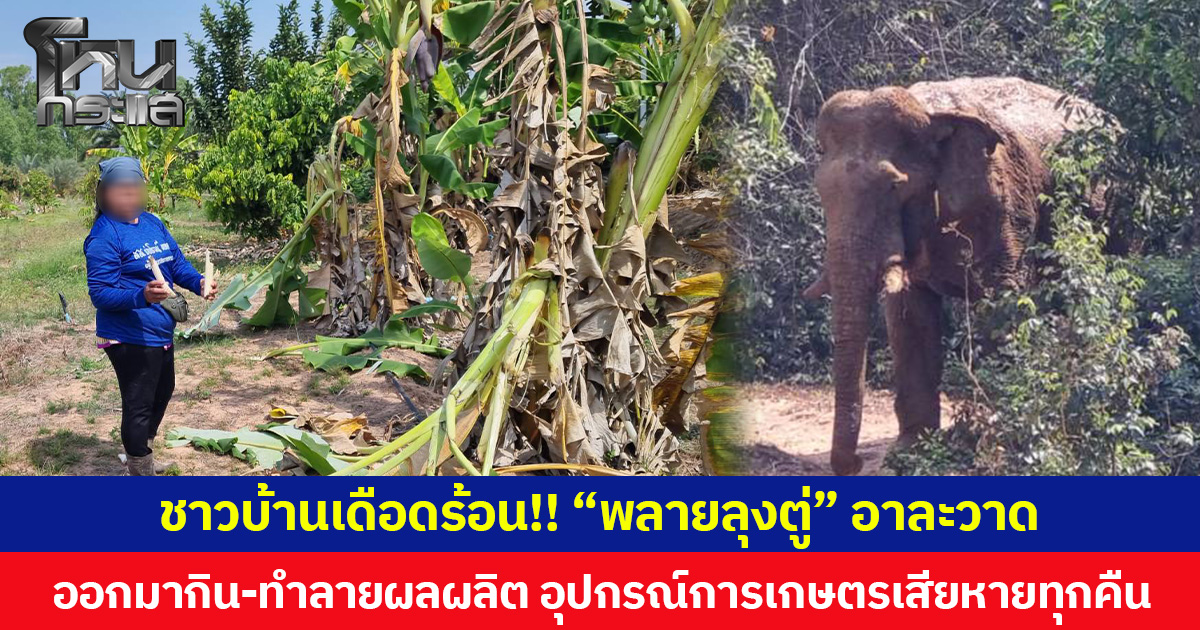 ชาวบ้านเดือดร้อน!! “พลายลุงตู่” อาละวาด ออกมากิน-ทำลายผลผลิต อุปกรณ์การเกษตรเสียหายทุกคืน จนท.เร่งผลักดันกลับเข้าป่า