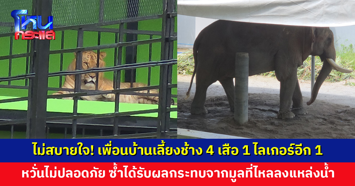 ชาวบ้านไม่สบายใจ! มีคนเลี้ยงช้าง 4 เสือ 1 ไลเกอร์อีก 1 หวั่นไม่ปลอดภัย