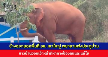 ช้างป่าออกนอกพื้นที่ อช. เขาใหญ่ ชาวบ้านวอนเจ้าหน้าที่หาทางป้องกันและแก้ไข