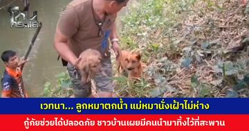 เวทนา... ลูกหมาตกน้ำ แม่หมานั่งเฝ้าไม่ห่าง กู้ภัยช่วยได้ปลอดภัย ชาวบ้านเผยมีคนนำมาทิ้งไว้ที่สะพาน