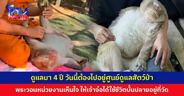 พระวอนหน่วยงานเห็นใจ เมตตาเจ้าจ๋อให้ได้ใช้ชีวิตบั้นปลายอยู่ที่วัด หลังดูแลมา 4 ปี วันนี้ต้องไปอยู่ศูนย์ดูแลสัตว์ป่า