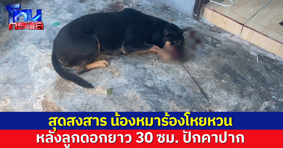 สุดสงสาร น้องหมาร้องโหยหวน นอนรอความช่วยเหลือ หลังถูกลูกดอกยาว 30 ซม. ปักคาปาก