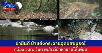 น่ายินดีมากๆ ข่าวดีจากแก่งกระจาน! กล้องดักถ่ายเผยสัตว์ป่าหายากหลาชนิด สะท้อนความอุดมสมบูรณ์ของผืนป่ามรดกโลก