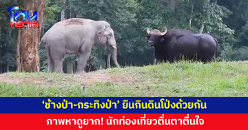 ภาพหาดูยาก! 'ช้างป่า-กระทิงป่า' ประจันหน้า ยืนกินดินโป่งด้วยกัน
