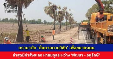 ดรามาตัด ‘ต้นตาลดาบวิชัย’ เพื่อขยายถนน ล่าสุดมีคำสั่งชะลอโครงการ
