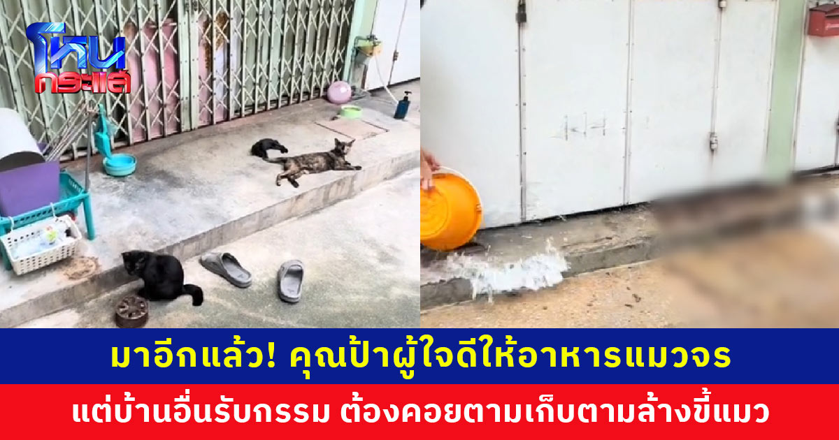 มาอีกแล้ว! คุณป้าผู้ใจดีให้อาหารแมวจร แต่บ้านอื่นรับกรรม ต้องคอยตามเก็บตามล้างขี้แมว