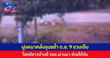 ฝูงหมาคลั่งรุมขย้ำ ด.ช. 9 ขวบเจ็บ โชคดีชาวบ้านขี่ จยย.ผ่านมา ช่วยได้ทัน