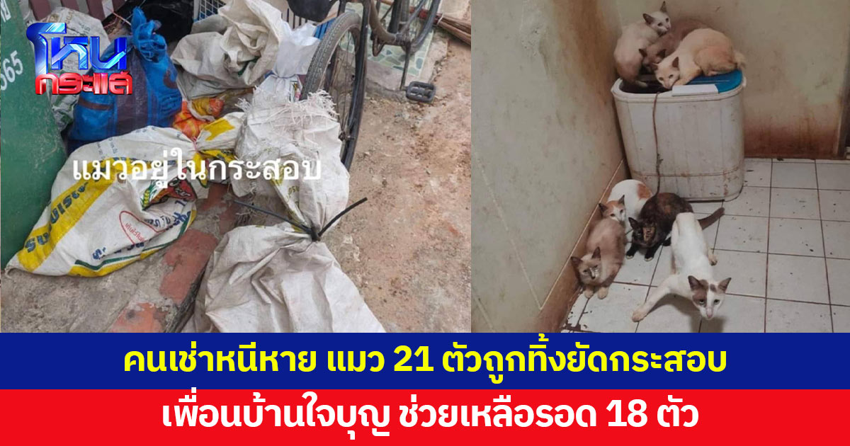 คนเช่าหนีหาย ทิ้งแมวใส่กระสอบ 21 ตัว เพื่อนบ้านช่วยรอด 18 ตัว 