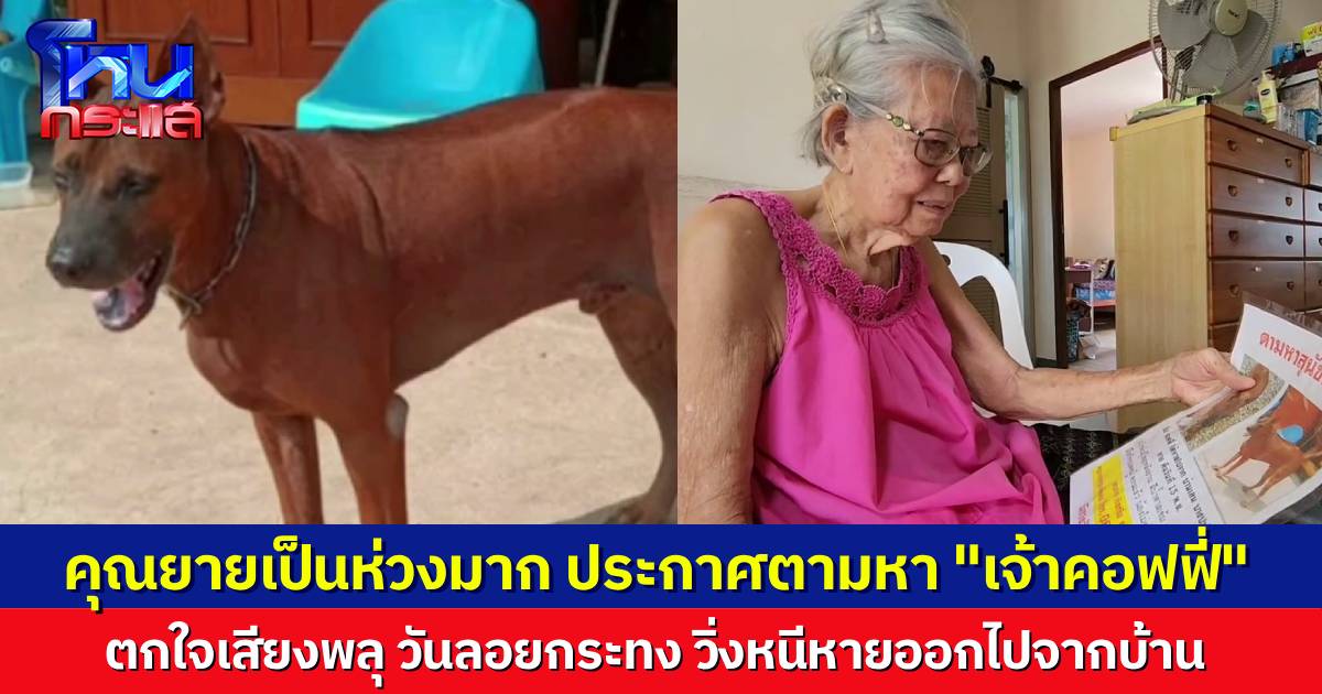 ประกาศตามหา “คอฟฟี่” สุนัขพันธุ์ไทยหลังอาน ตกใจเสียงพลุ วันลอยกระทง วิ่งออกจากบ้านก่อนหายไปเลย เจ้าของคือคุณยาย เศร้าทุกวัน ตระเวนติดป้ายตามหา