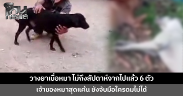 สะเทือนใจ! คนใจร้ายวางยาเบื่อหมา ไม่ถึงสัปดาห์สิ้นใจไปแล้ว 6 ตัว