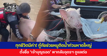ทุกชีวิตมีค่า! กู้ภัยช่วยน้องหมูติดน้ำท่วมหาดใหญ่ ตั้งชื่อ 'เจ้าบุญรอด'