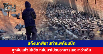 โนสนโนแคร์! แก๊งนกพิราบท่าแพถูกจับแล้วยังไม่เข็ด กลับมาโปรยอาหารเยอะกว่าเดิม